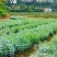 绿色生态:韭菜，韭黄，百合，中药材等