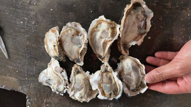 生蚝乳山生蚝口感鲜甜肥美饱满自有养殖场
