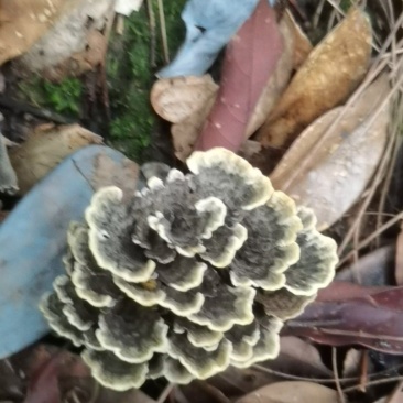干巴茵
