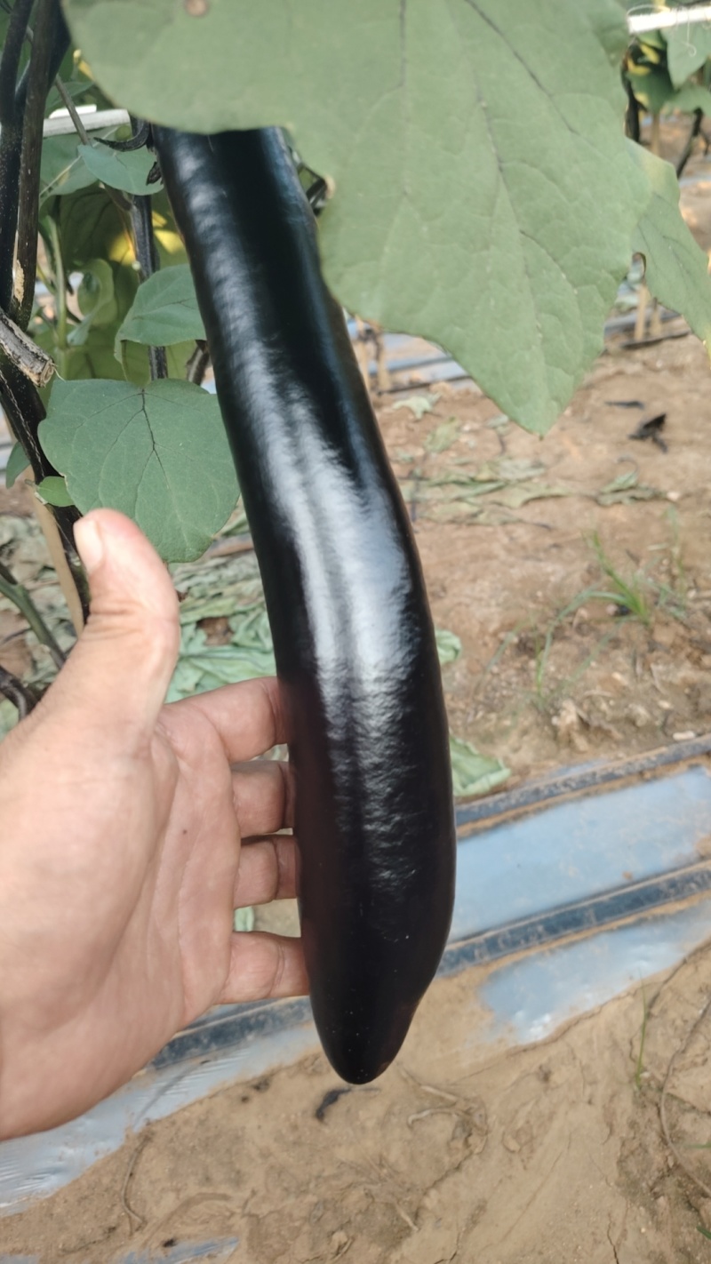 紫把茄子大量上市产地一手货源支持物流发货食堂电商超市
