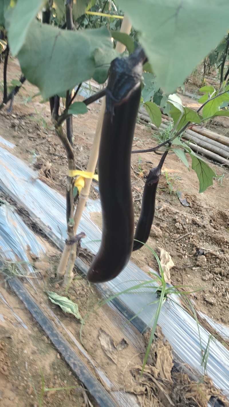 紫把茄子大量上市产地一手货源支持物流发货食堂电商超市