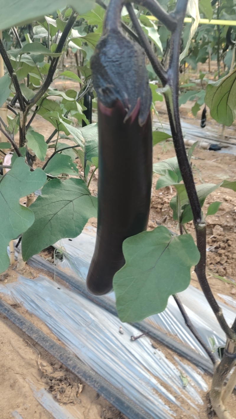紫把茄子大量上市产地一手货源支持物流发货食堂电商超市