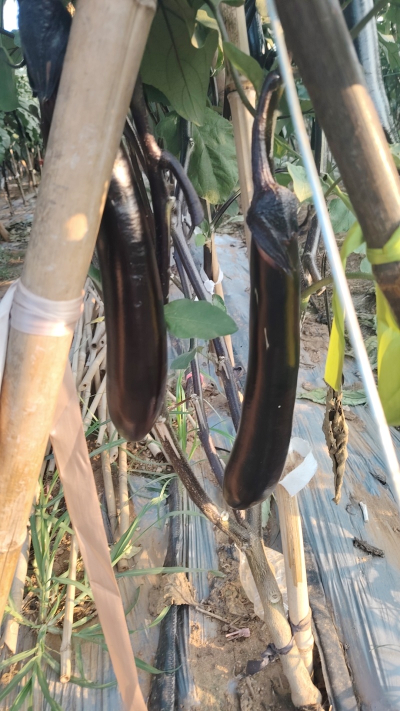 紫把茄子大量上市产地一手货源支持物流发货食堂电商超市