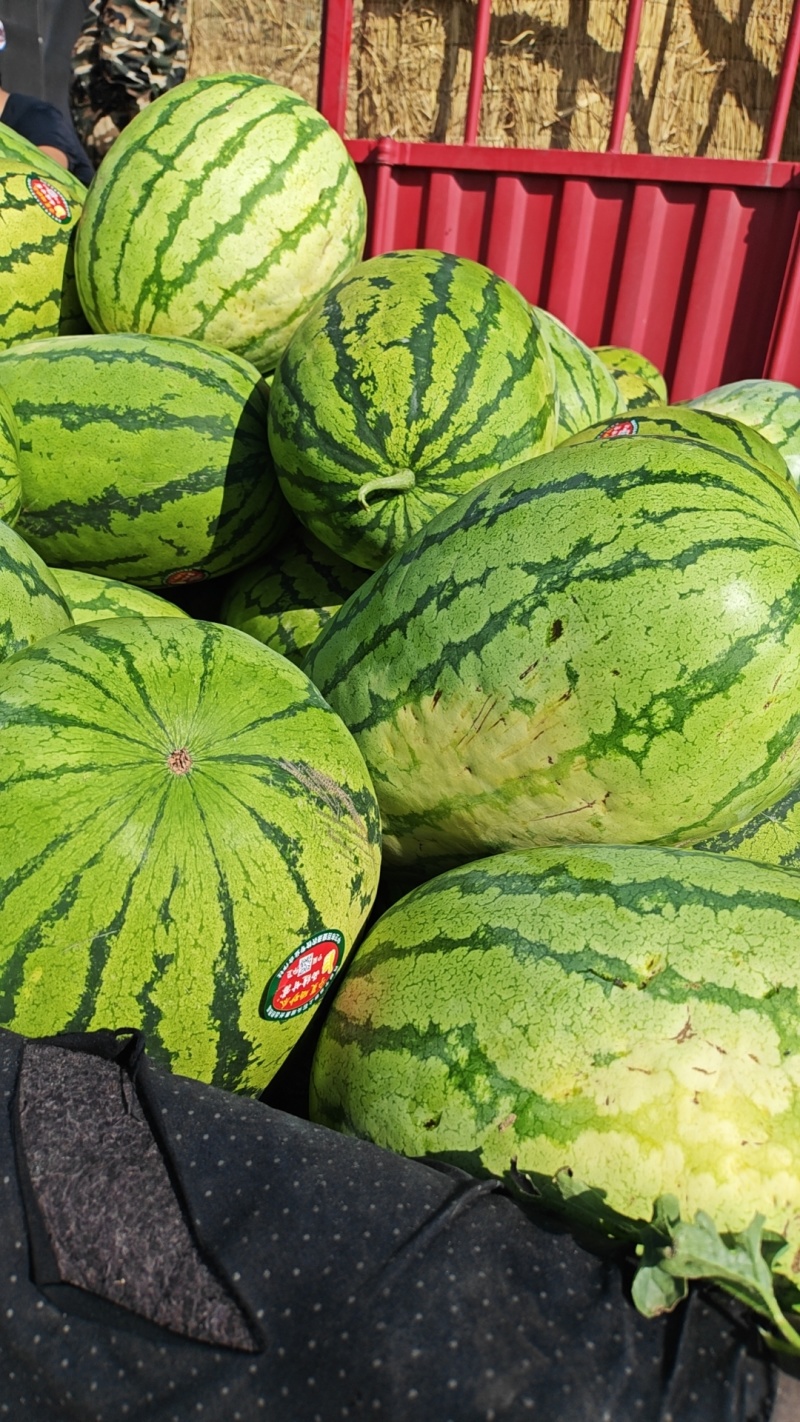 万荣黄河滩沙地瓜大量有货，产地直发地直发
