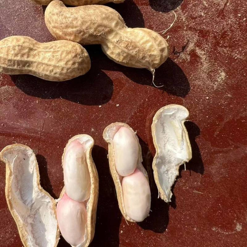 白沙花生河南产区直发保质保量供货价钱实惠