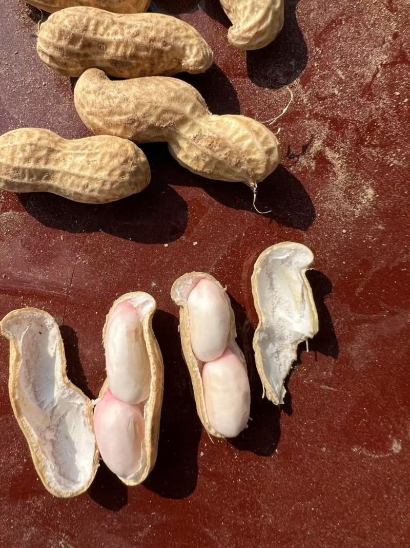 白沙花生河南产区直发保质保量供货价钱实惠