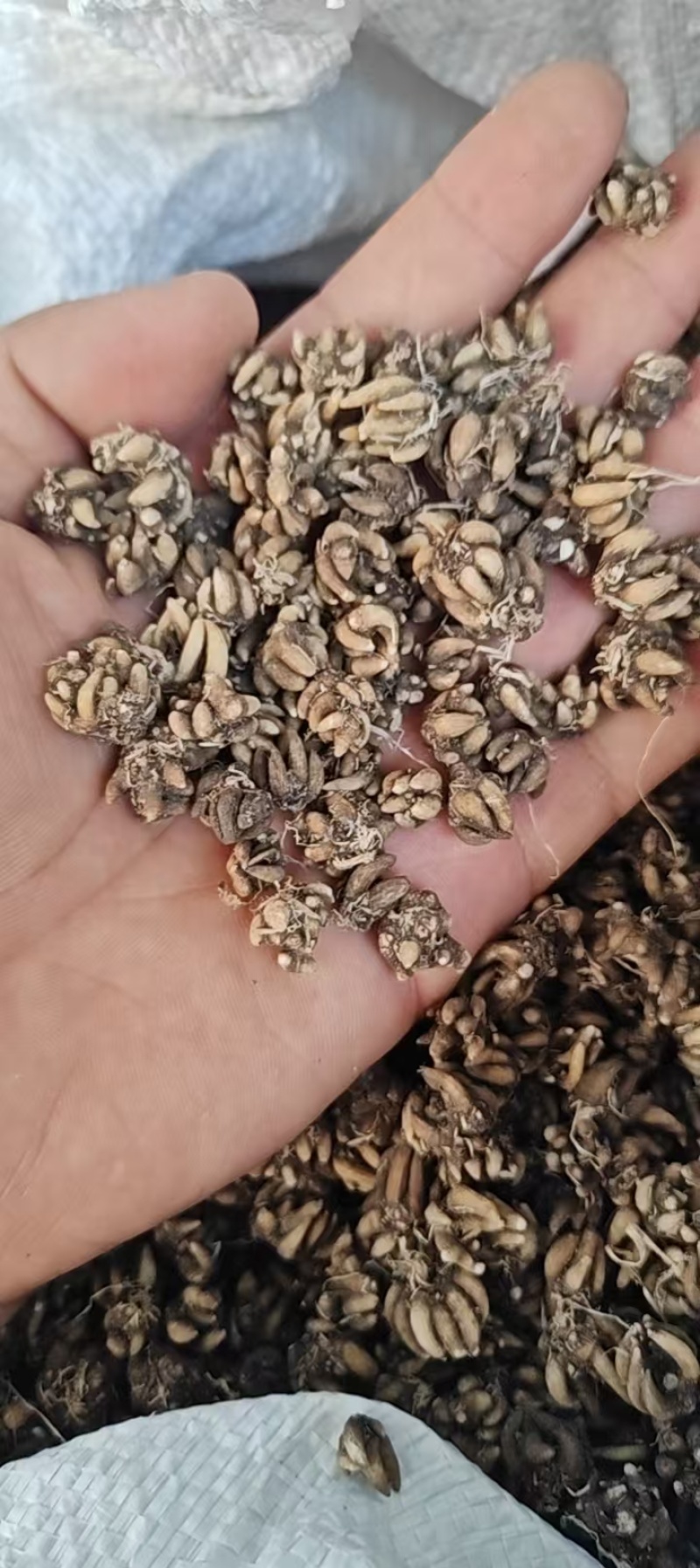 批发纯野生猫爪草（特级货），一手货源，诚信经营！