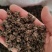 批发纯野生猫爪草（特级货），一手货源，诚信经营！