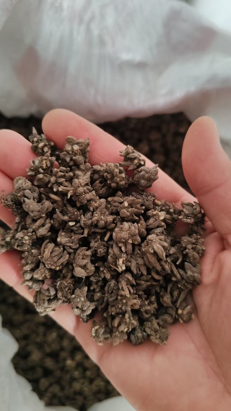 批发纯野生猫爪草（特级货），一手货源，诚信经营！