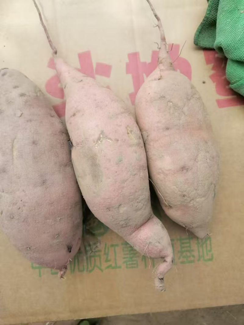 【龙薯九号】河北保定精品龙薯源头产地直发可视频看货