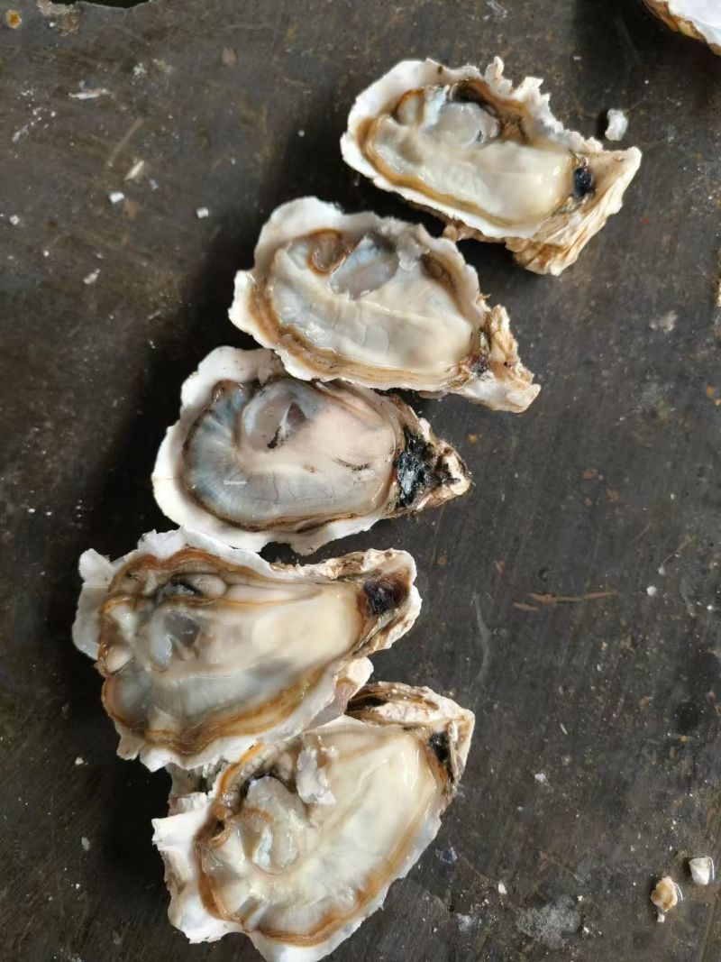 生蚝乳山生蚝口感鲜甜肥美饱满自有养殖场