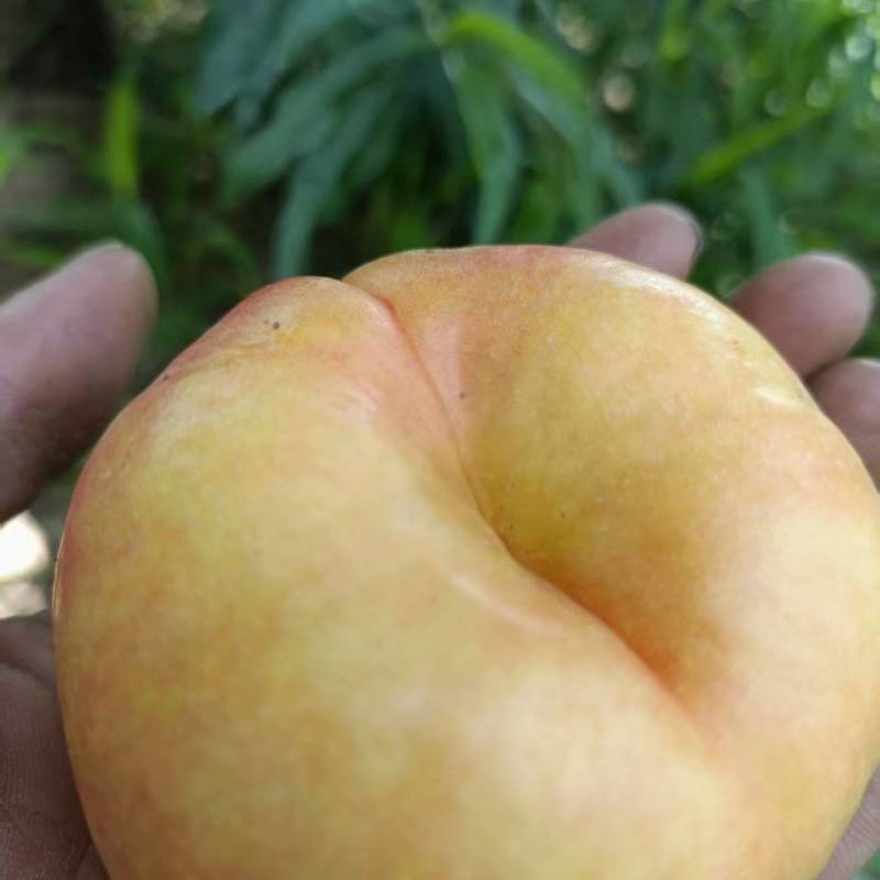 桃子油蟠7，大量上市中口种植基地，对接批发市场商超代收代卖