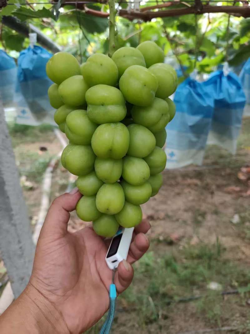 阳光玫瑰葡萄/商丘葡萄/夏邑阳光玫瑰葡萄/随到随装