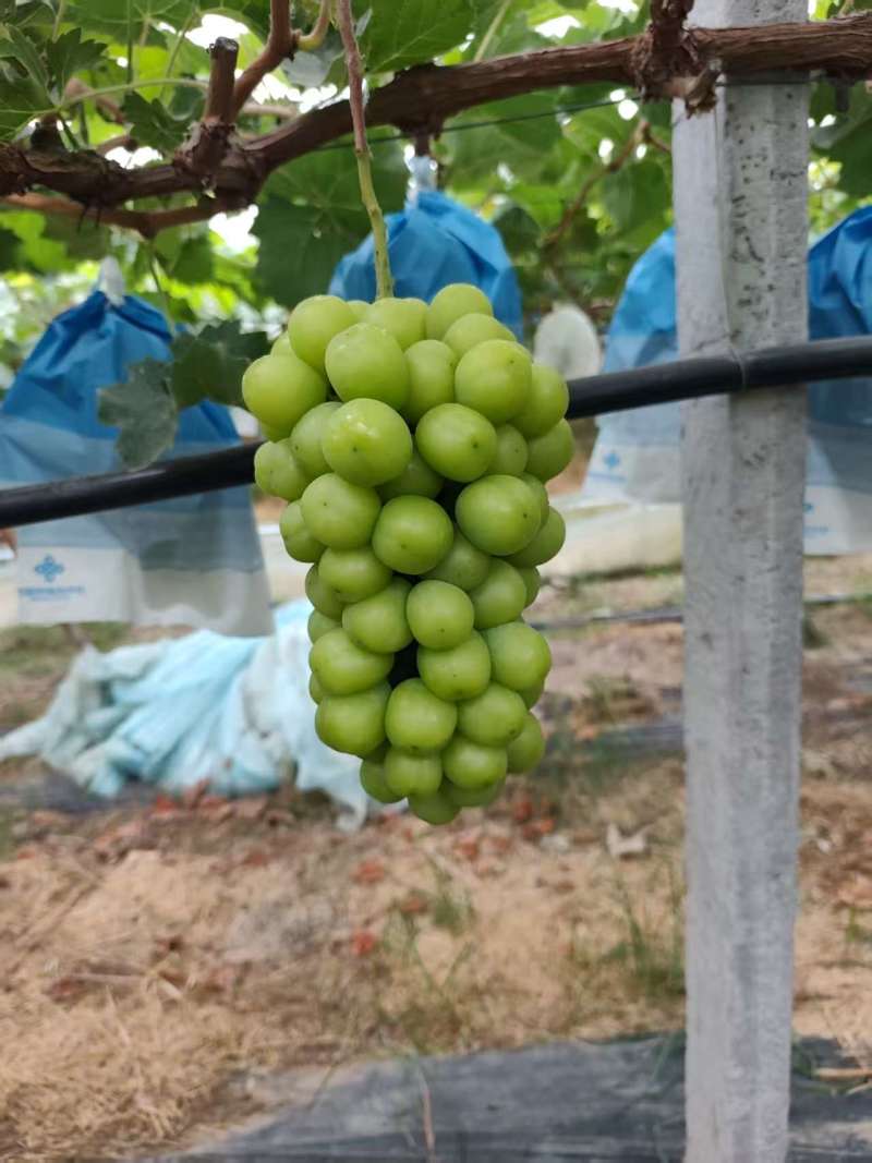 阳光玫瑰葡萄/商丘葡萄/夏邑阳光玫瑰葡萄/随到随装