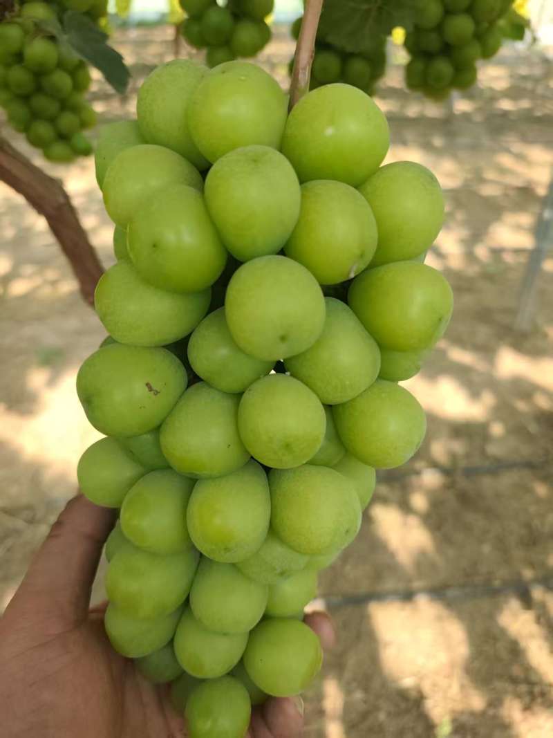 阳光玫瑰葡萄/商丘葡萄/夏邑阳光玫瑰葡萄/随到随装