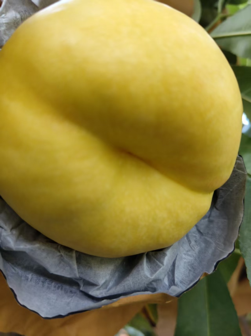 桃子油蟠7，大量上市中口种植基地，对接批发市场商超代收代卖