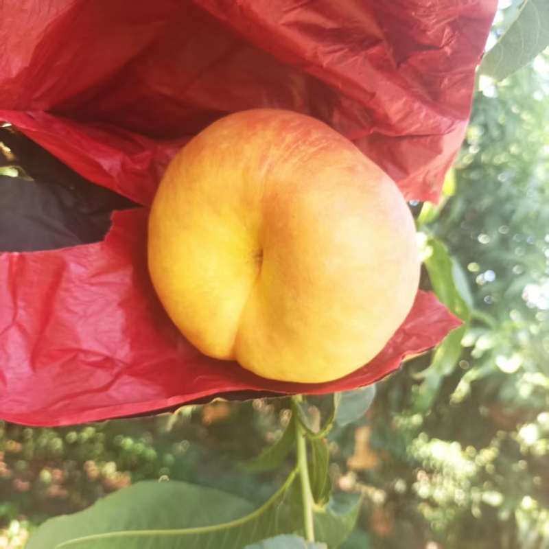 桃子油蟠7，大量上市中口种植基地，对接批发市场商超代收代卖