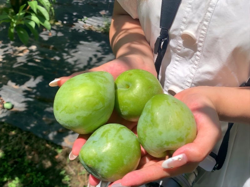 奈李大量供应口感脆甜规格齐全欢迎订购