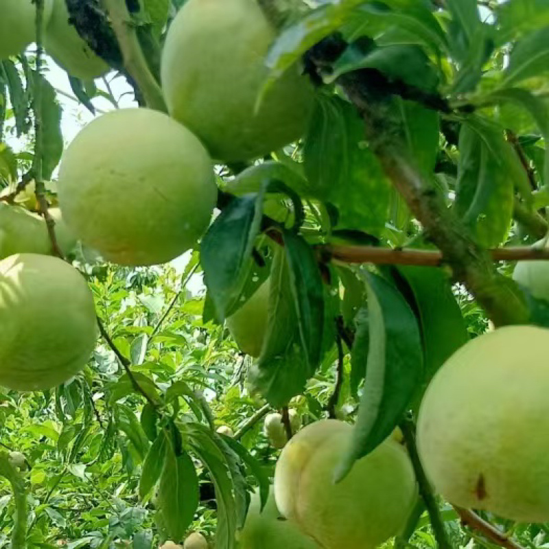 奈李大量供应口感脆甜规格齐全欢迎订购