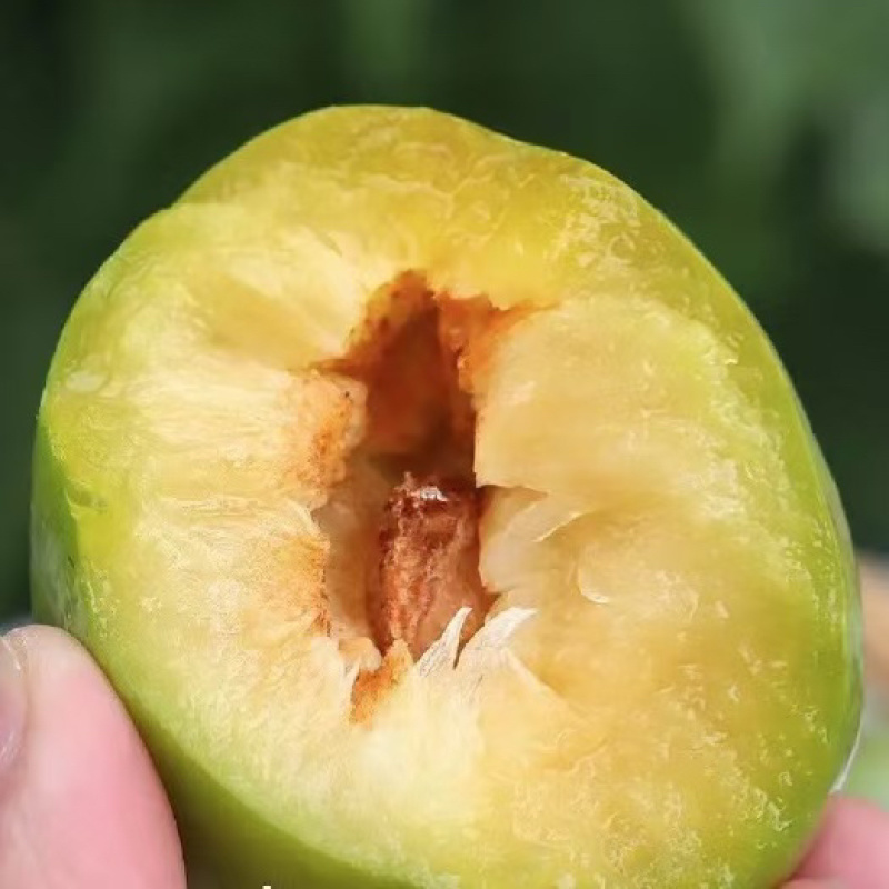 奈李大量供应口感脆甜规格齐全欢迎订购
