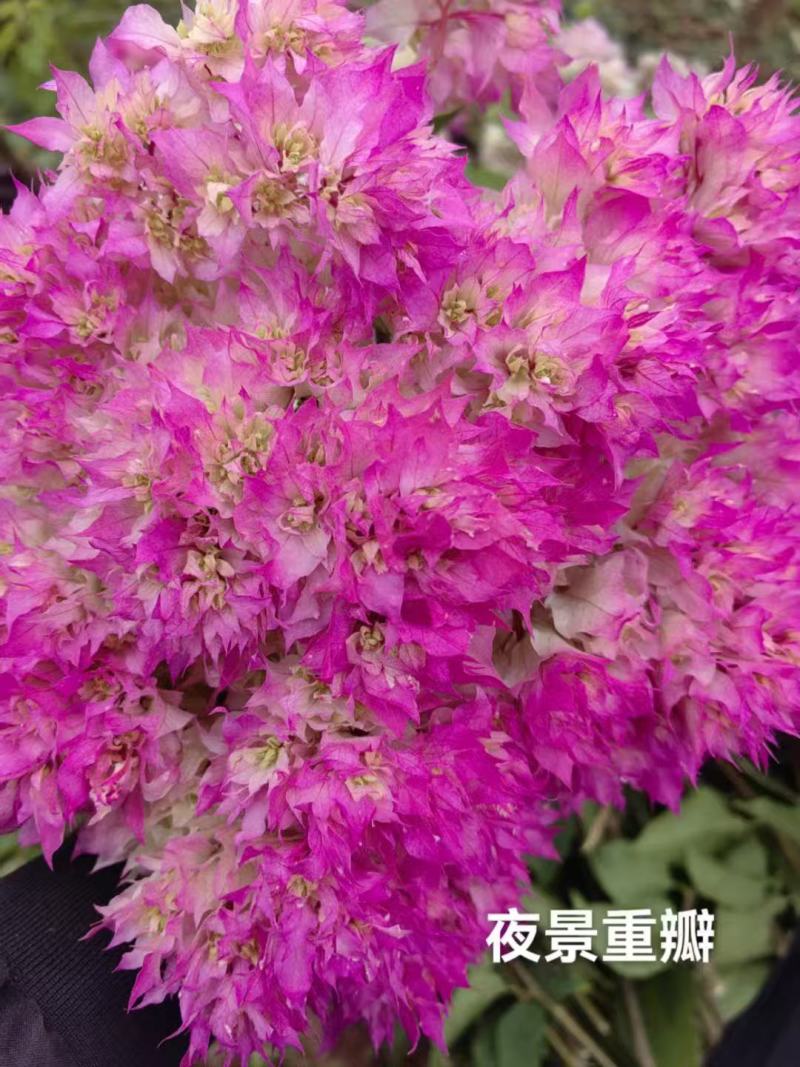 带土球发货2年多色彩色品种三角梅杯苗基地直发盆栽苗绿化