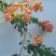带土球发货2年多色彩色品种三角梅杯苗基地直发盆栽苗绿化
