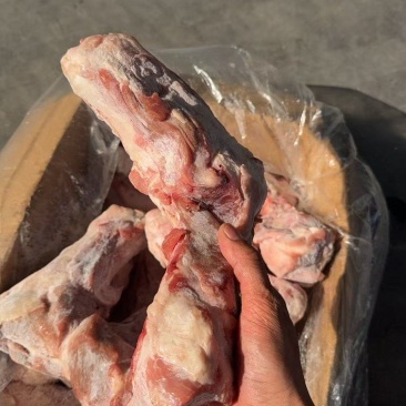 后腿骨