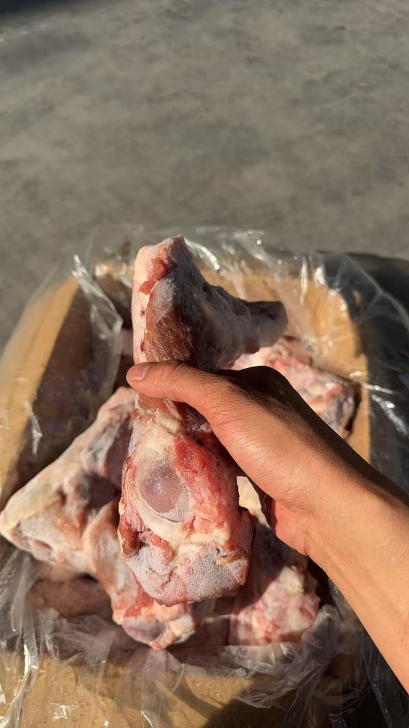 后腿骨