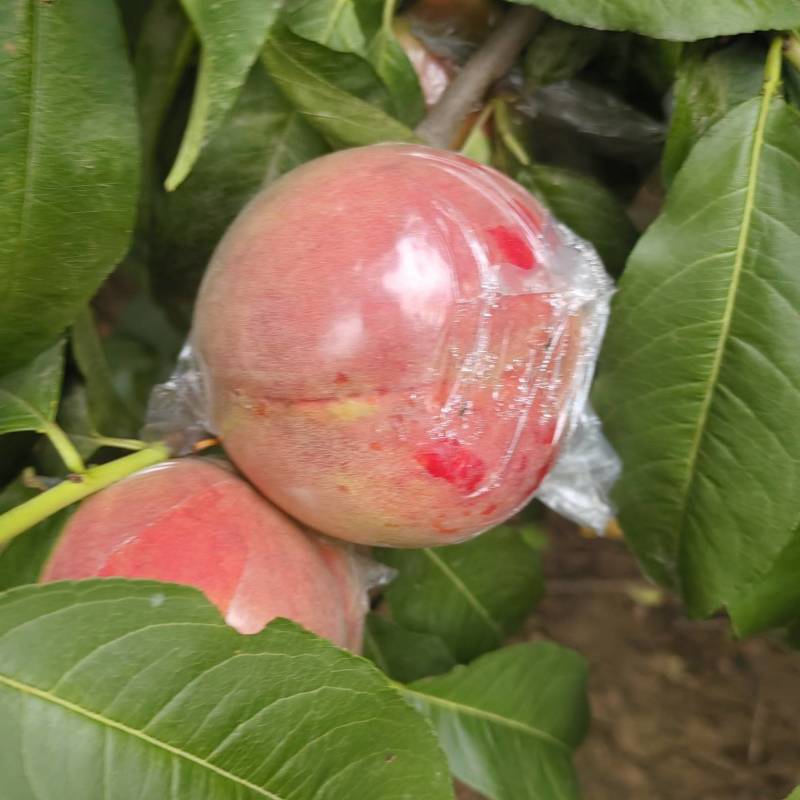 膜袋红不软离核桃种植基地，对接批发市场商超代收代卖