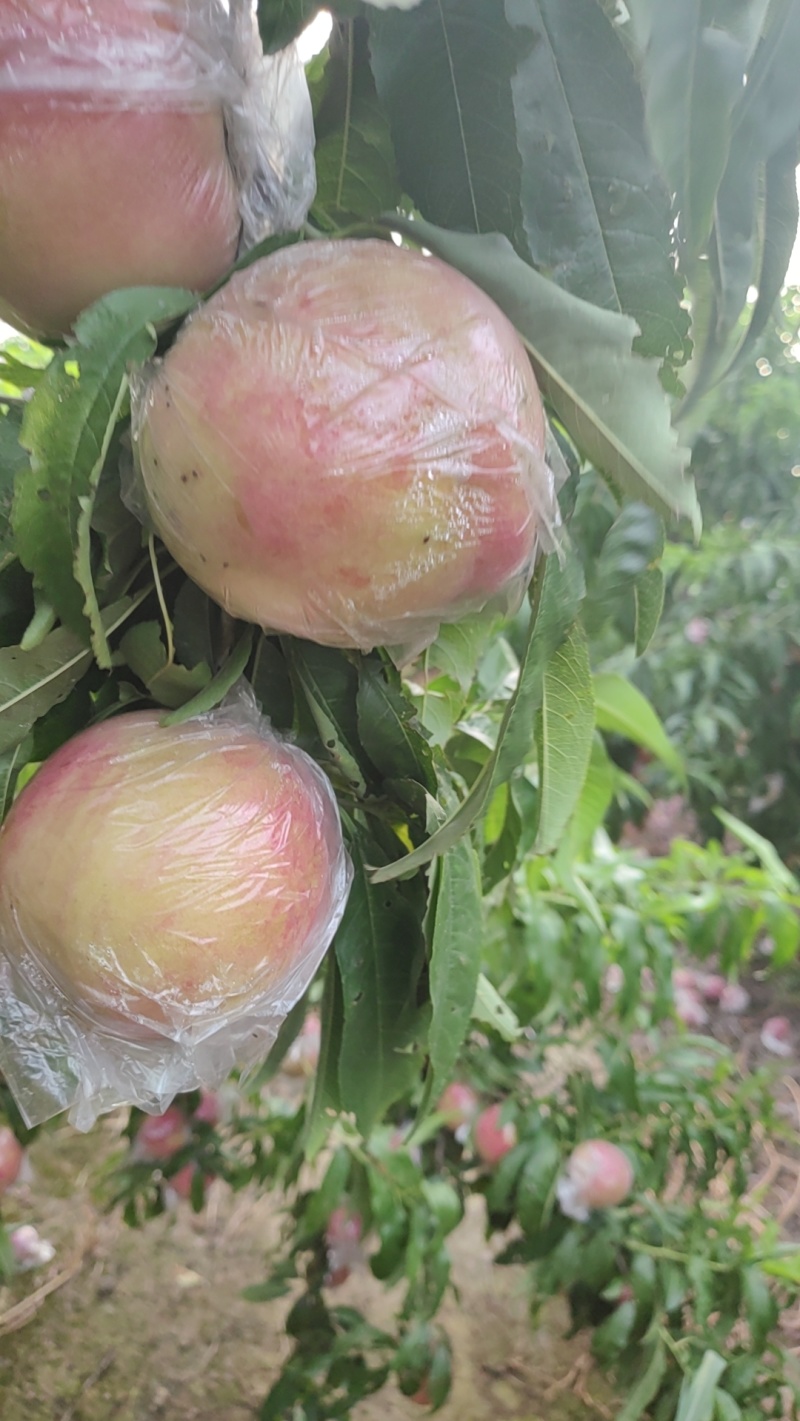 膜袋红不软离核桃种植基地，对接批发市场商超代收代卖