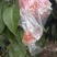 膜袋红不软离核桃种植基地，对接批发市场商超代收代卖