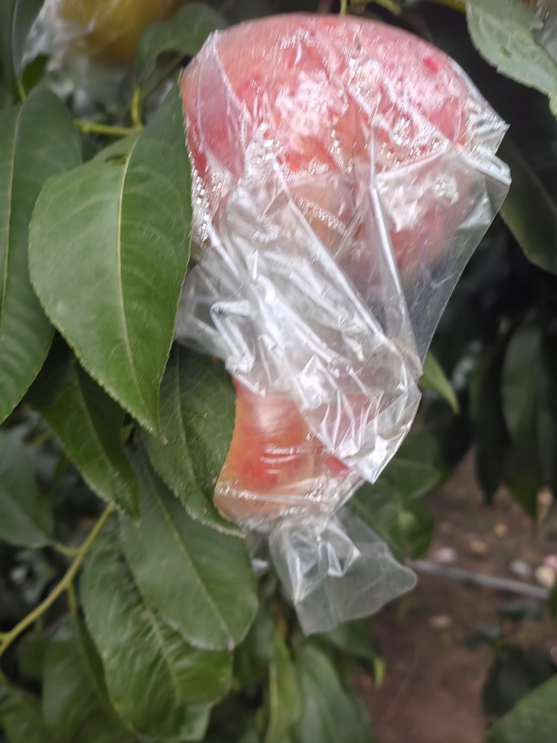膜袋红不软离核桃种植基地，对接批发市场商超代收代卖