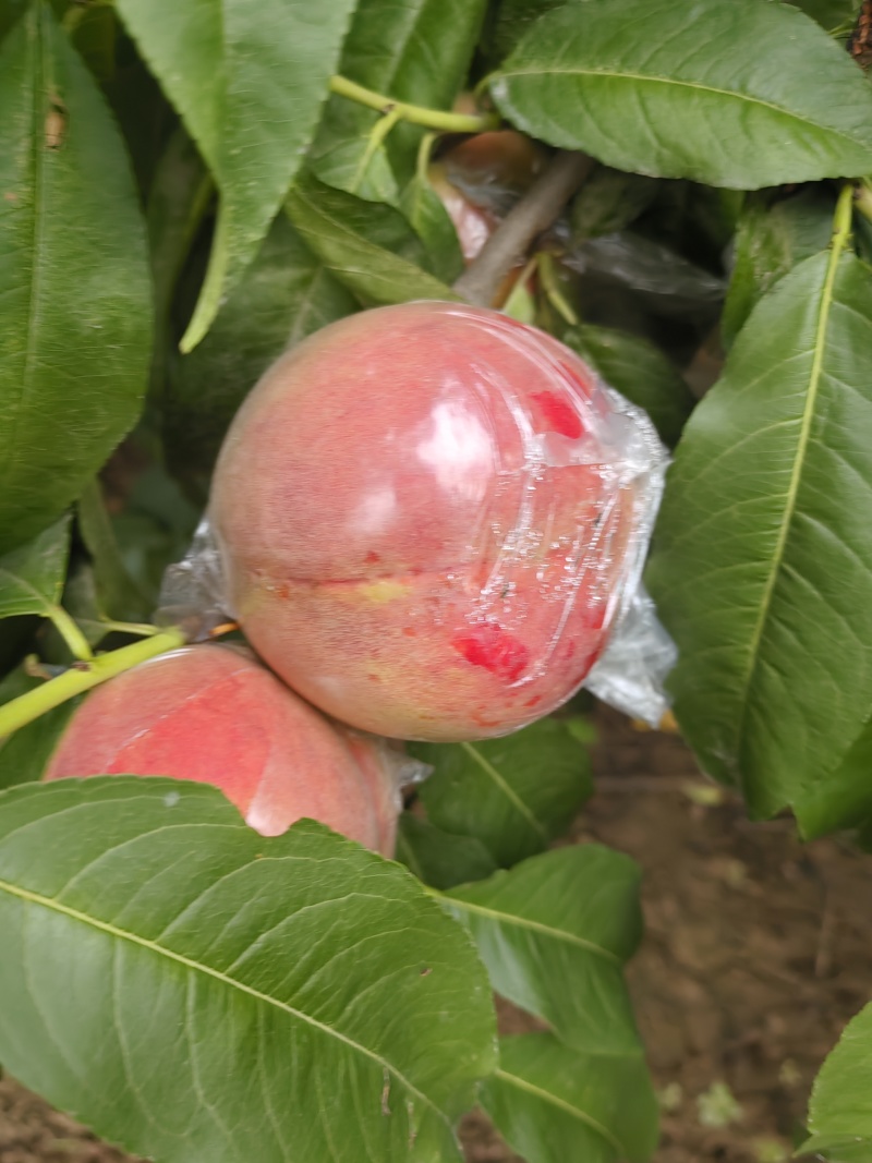 膜袋红不软离核桃种植基地，对接批发市场商超代收代卖