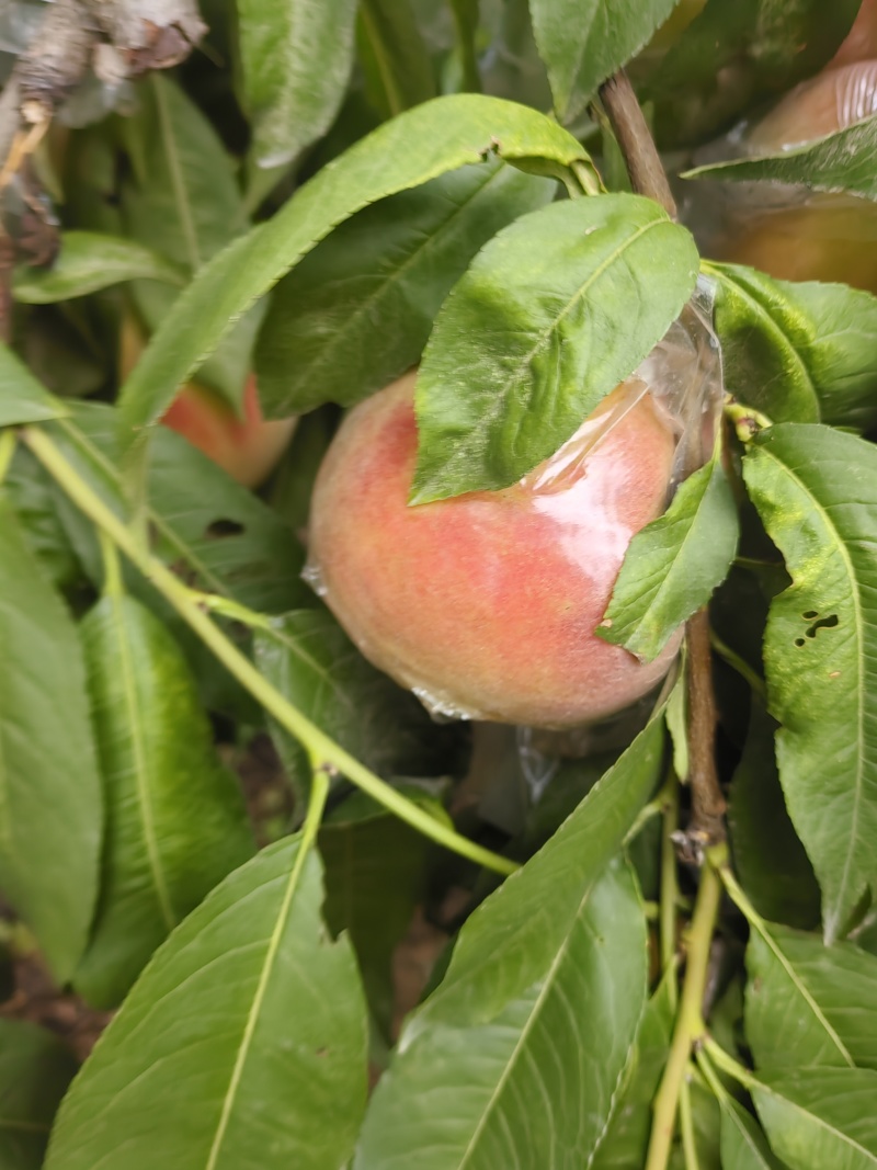 膜袋红不软离核桃种植基地，对接批发市场商超代收代卖