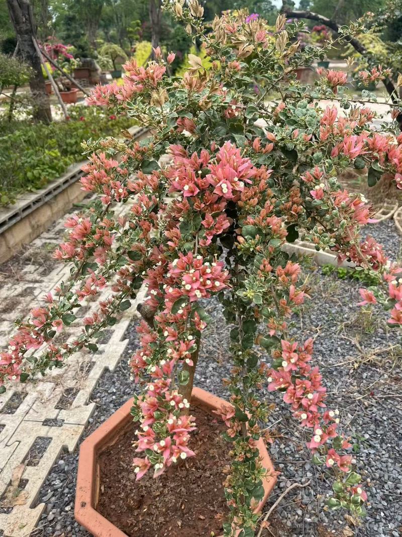 新品种三角梅大苗工程苗批发盆花苗多品种金心重瓣彩色盆栽苗
