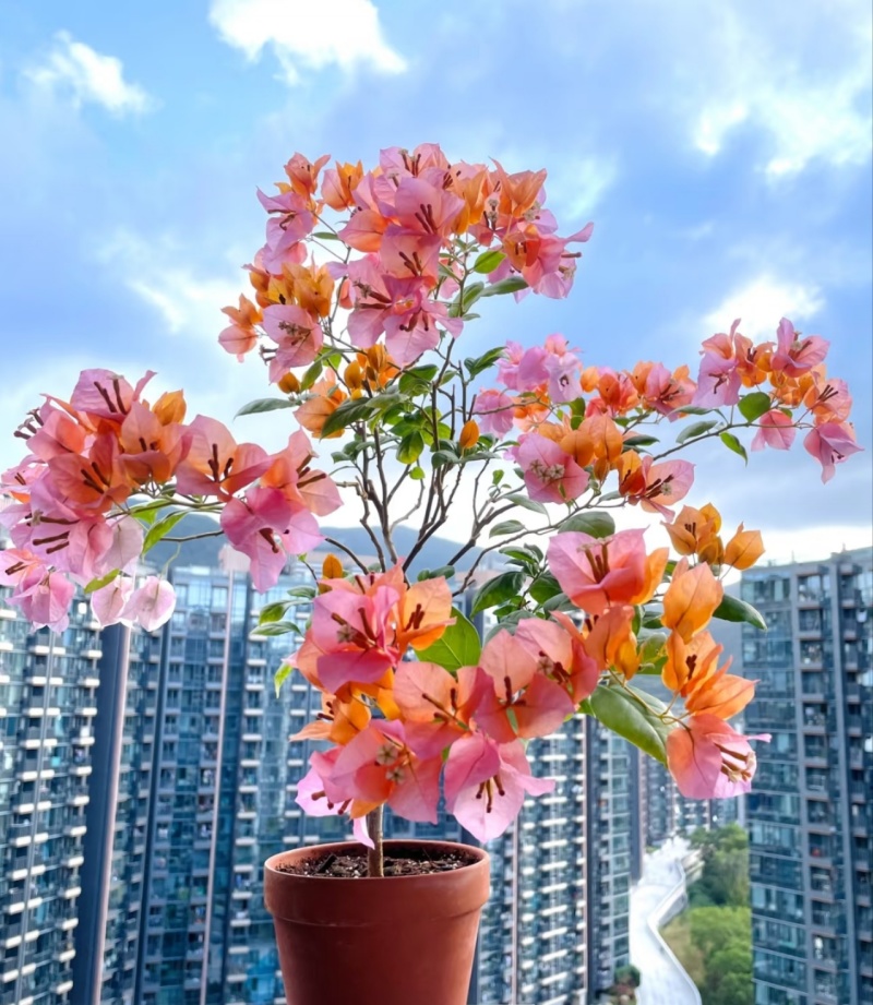新品种三角梅大苗工程苗批发盆花苗多品种金心重瓣彩色盆栽苗