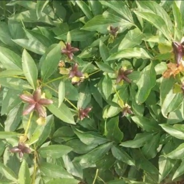 五年赤芍药夹，出苗率非常高。