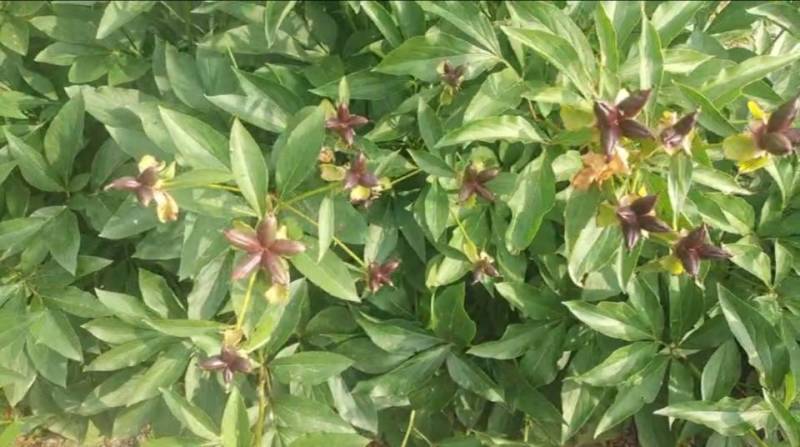 五年赤芍药夹，出苗率非常高。