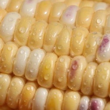 水果玉米兰州玉米甘肃玉米糯玉米白加黄彩玉米