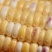 水果玉米兰州玉米甘肃玉米糯玉米白加黄彩玉米