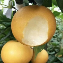 山东青岛秋月梨，基地大规模种植，对接批发商超可代收代卖