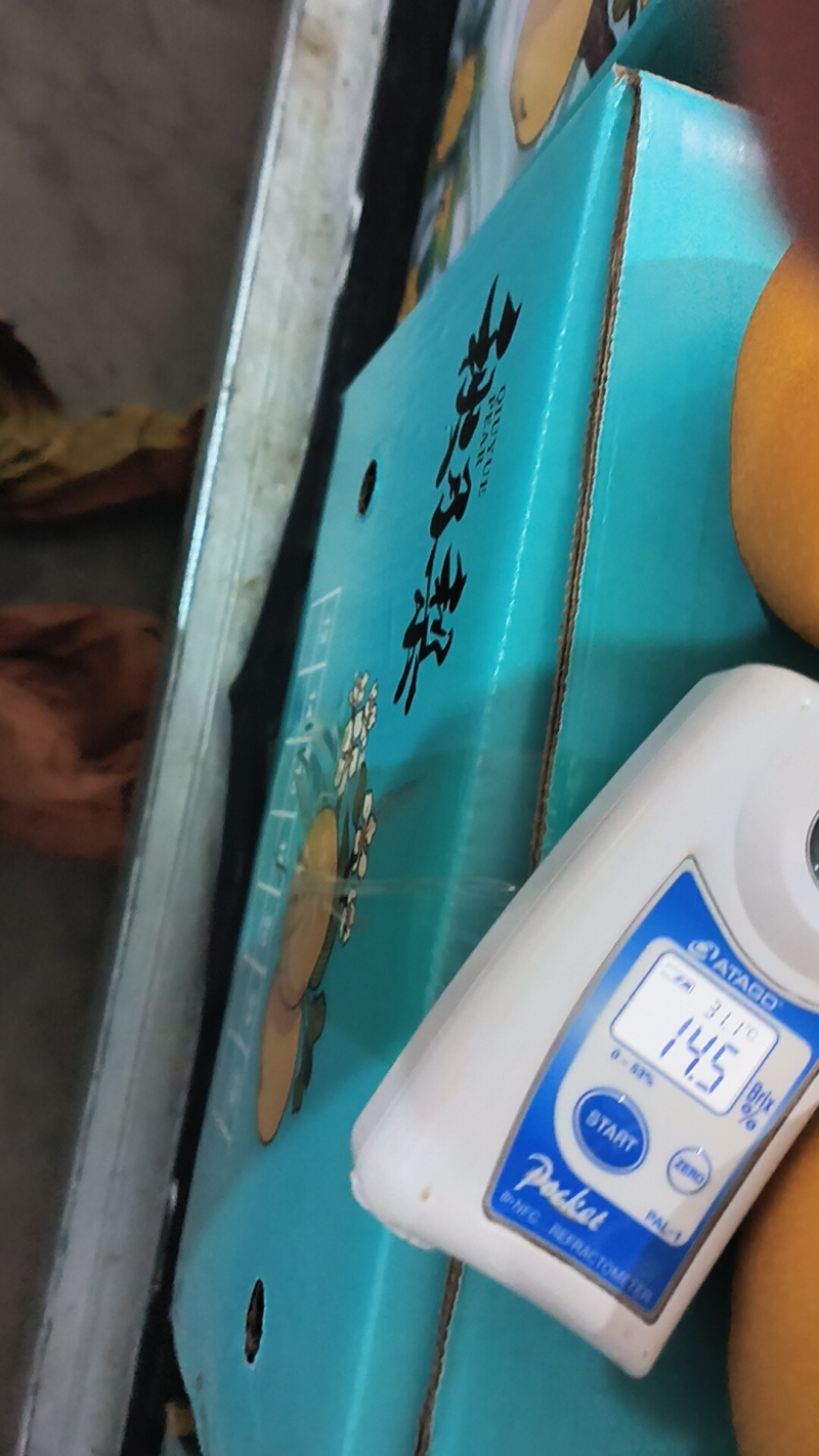 山东青岛秋月梨，基地大规模种植，对接批发商超可代收代卖