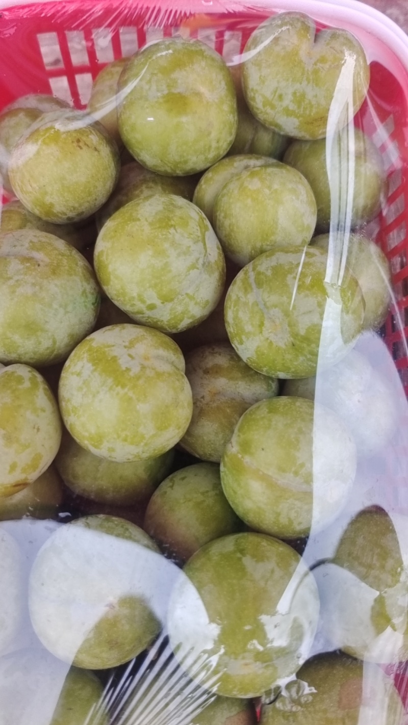 贵州六马蜂糖李