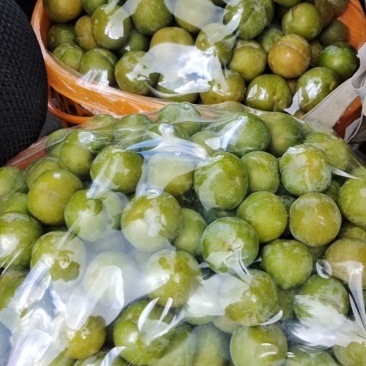 贵州六马蜂糖李
