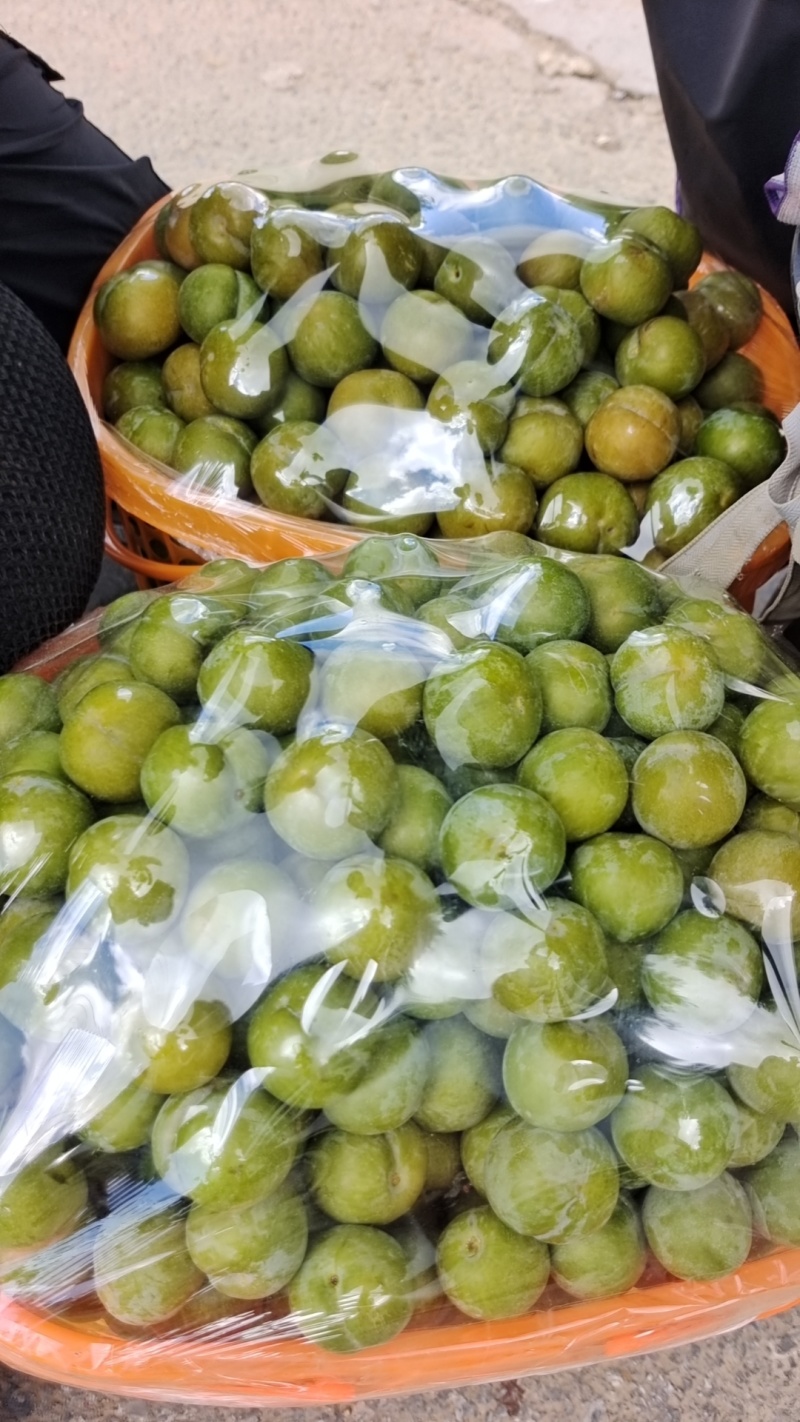 贵州六马蜂糖李