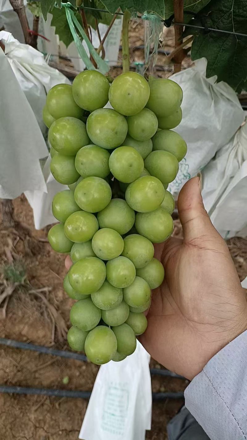 阳光玫瑰电商果