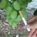 大荔县维多利亚青提葡萄已经成熟了，需要的赶紧联系我
