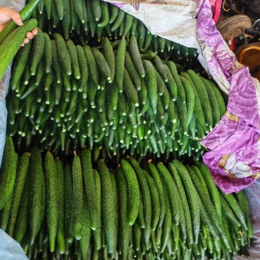 山东密刺黄瓜大量上市，干花鲜花品种齐全，需要来电