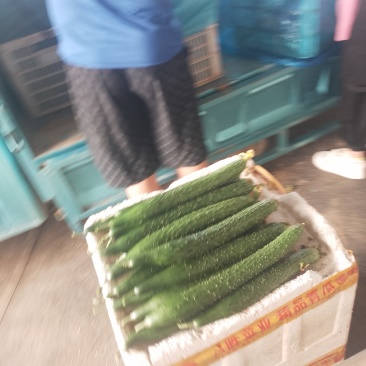 山东密刺黄瓜大量上市，干花鲜花规格齐全，需要来电