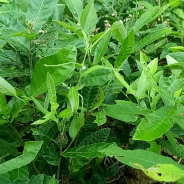 麻楝规格齐全量大从优诚信经营欢迎咨询